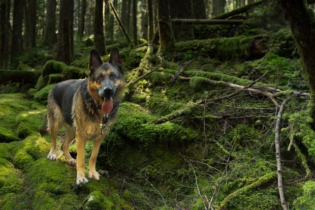 dog in the forest