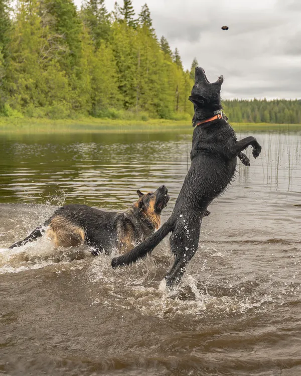 two dogs playing at a lake