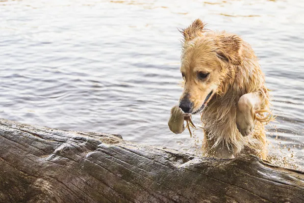 dog coming out of the water