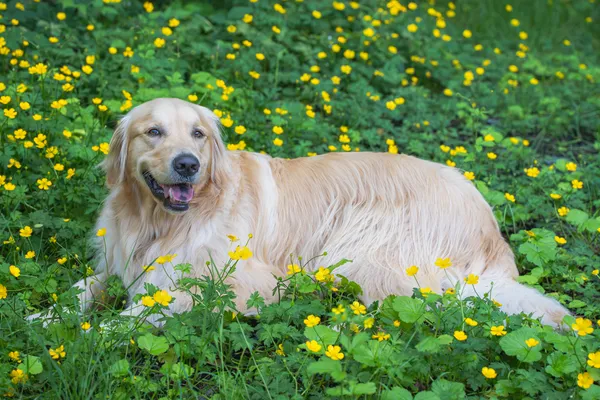Oliver sitting in a field of flowers