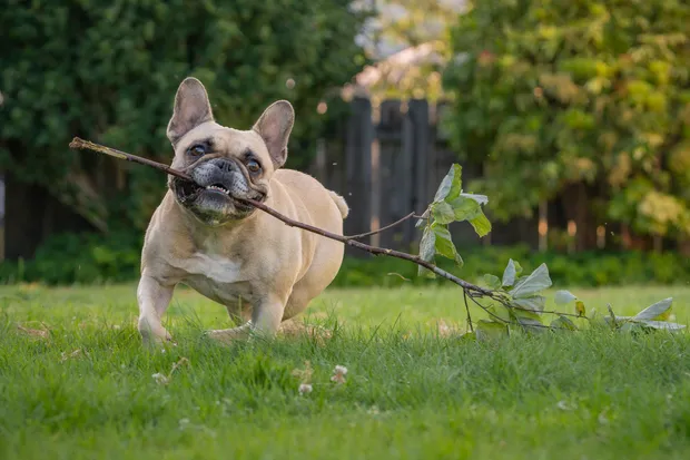 dog holding a stick