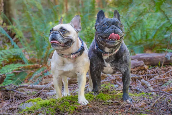 two dogs posing in the forest